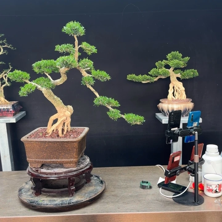 标***哥无花朵广东皱皮雀舌黄杨