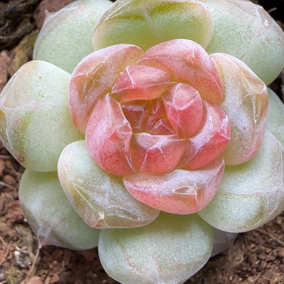 【满29包邮非偏远】114