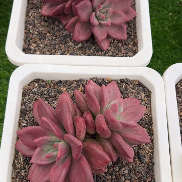 美肉一棵树的故事是