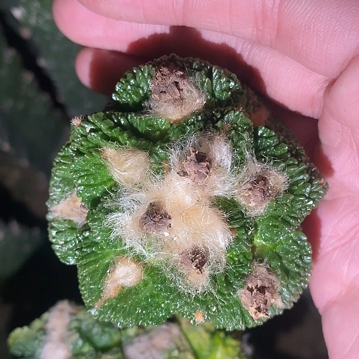 三角接大尤龟甲哥亮面