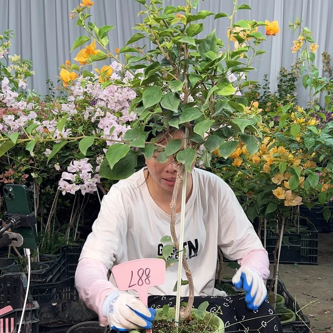 *****大部分花苞少量开放L88金色光辉