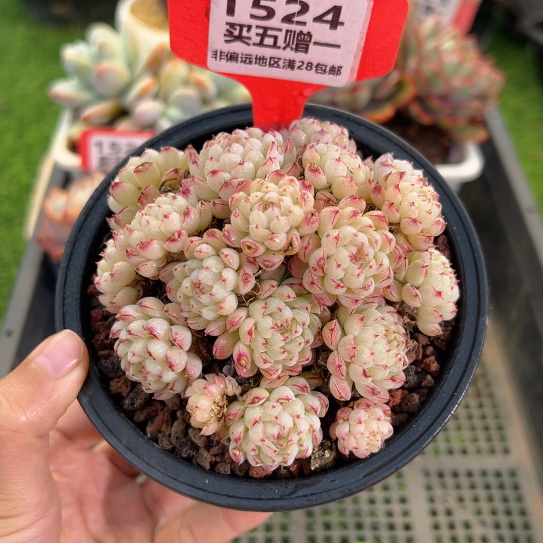 表妹精品多肉1524.