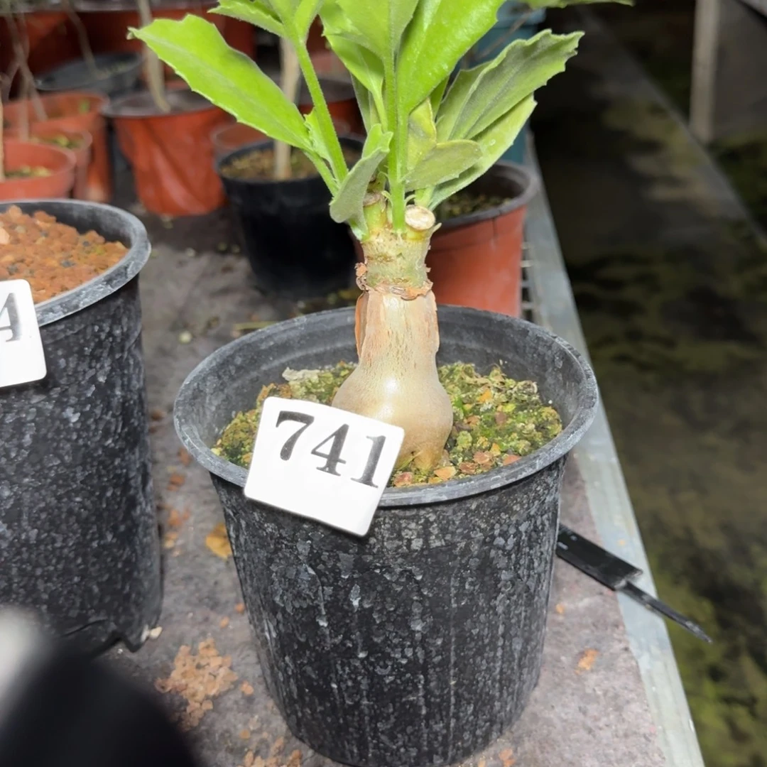 安哥拉葡萄瓮多肉植物