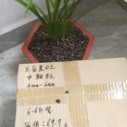 董***r兰菌黑山土中颗粒6.6斤