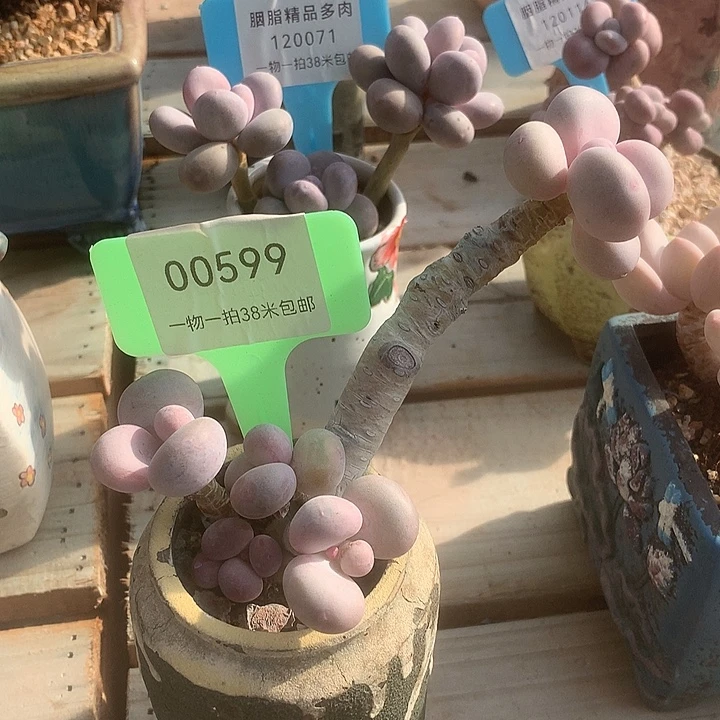 00599奥体兔哦哦哦装修我