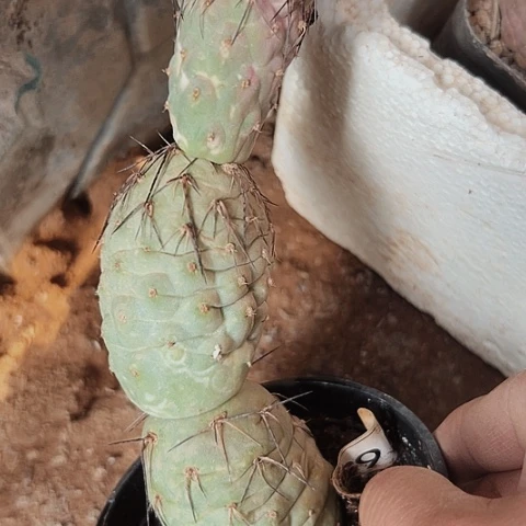 3132长刺习志野自根仙人球