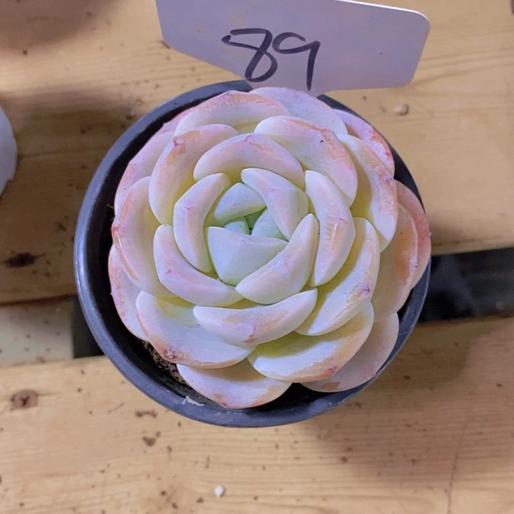 是吗不说实话就说