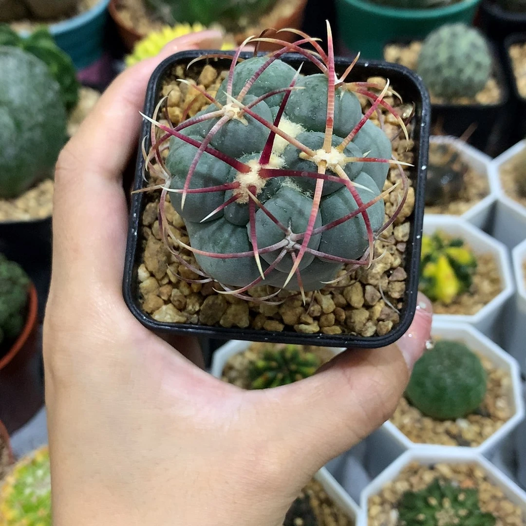 当前无花栽培后可以开花实生根菲冠龙