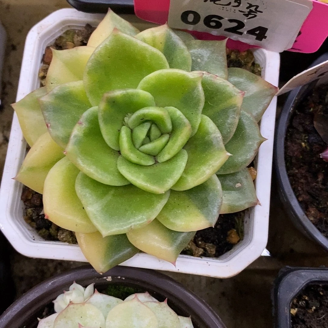 624百玫瑰哈哈哈哈哈