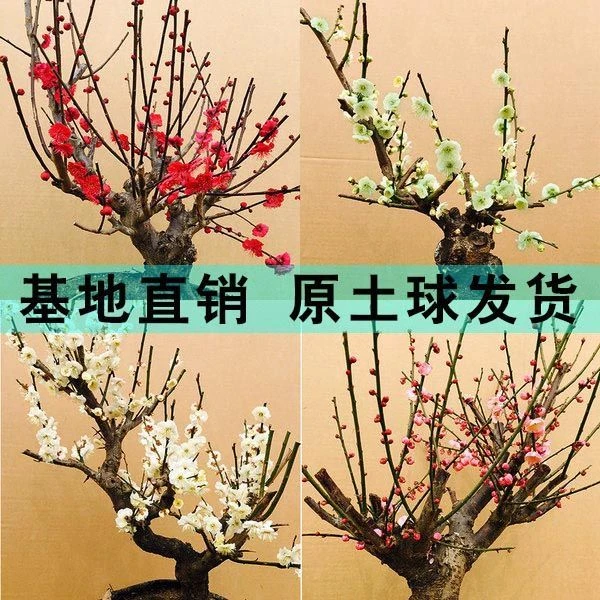 梅花盆栽原生红梅盆景花卉植物苗腊梅树冬季耐寒花苗老桩室内好养