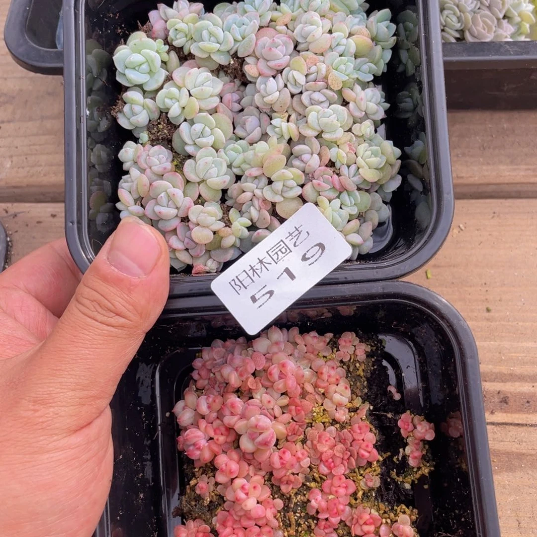 ?***斯多肉植物多肉植物519