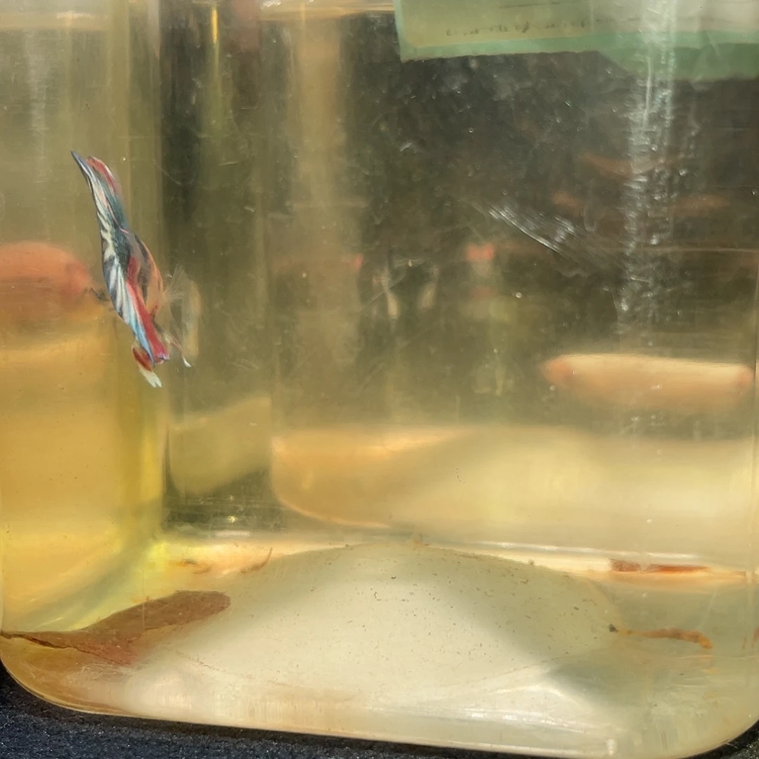 斗鱼十月四日竞价