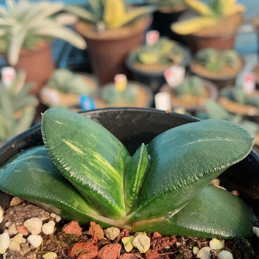 347卧牛实生锦带盆发货