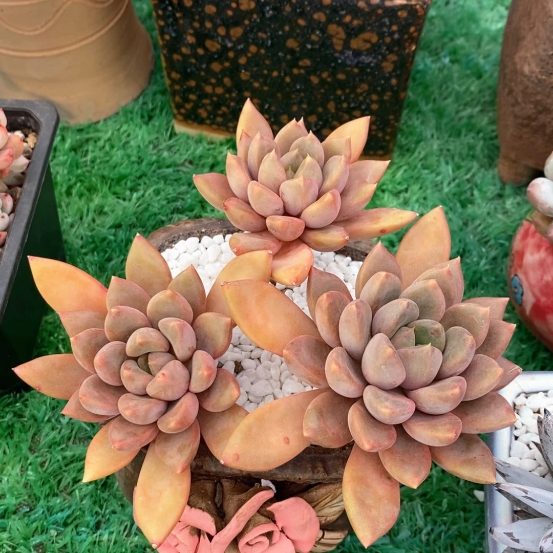 豌*?豌豆红象牙带盆多肉植物盆栽