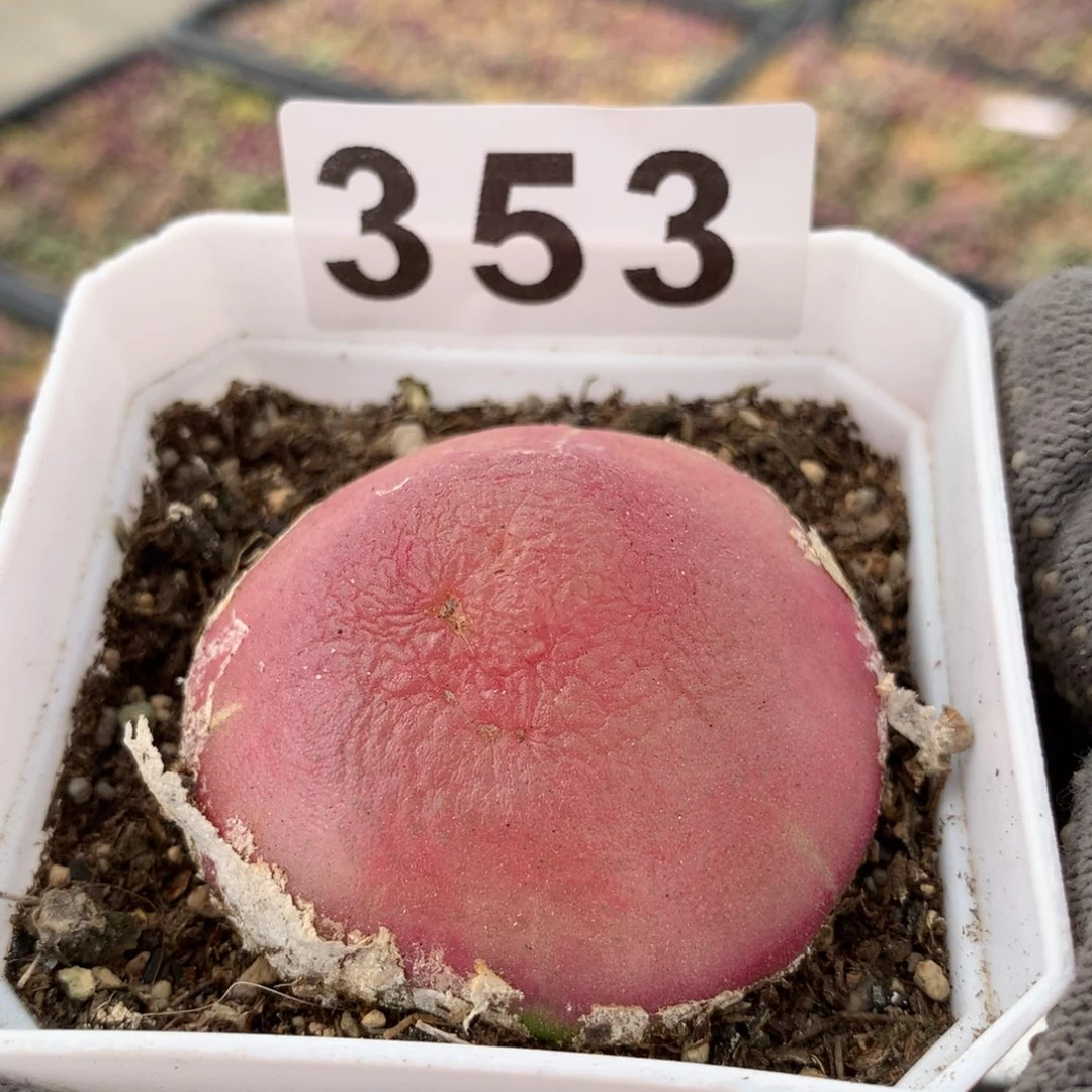 ℡****_353灯泡奶奶母本