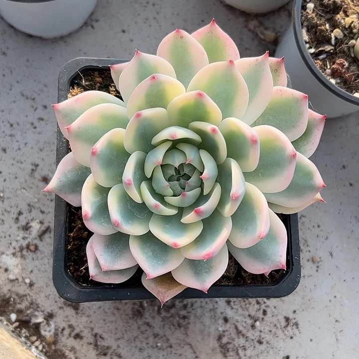 吉娃娃锦大单头多肉