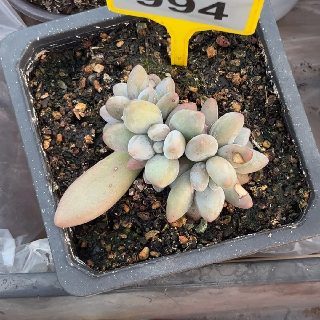多肉植物企鹅群994