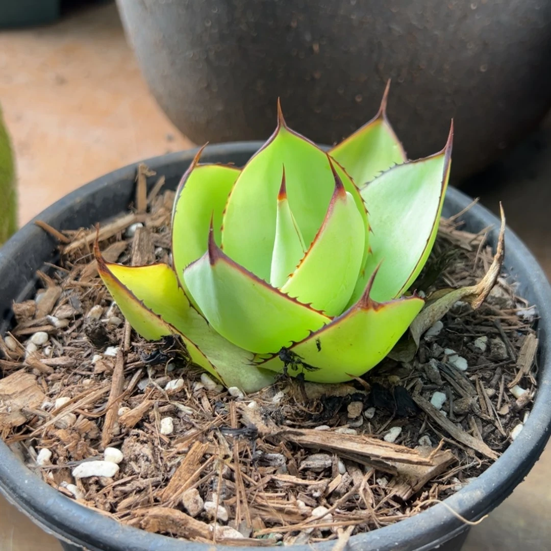 多肉植物龙舌兰道