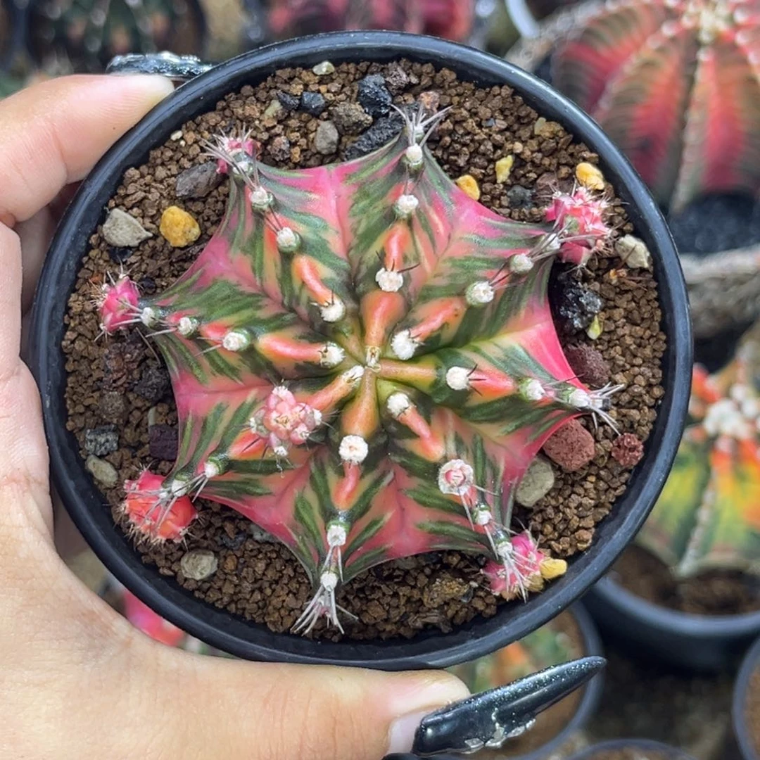 泰系米哈锦 带盆土发货