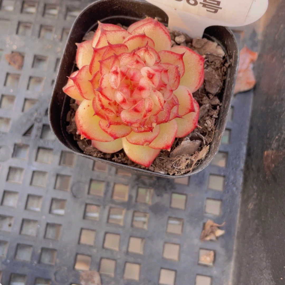 206号 麦秆新品一个