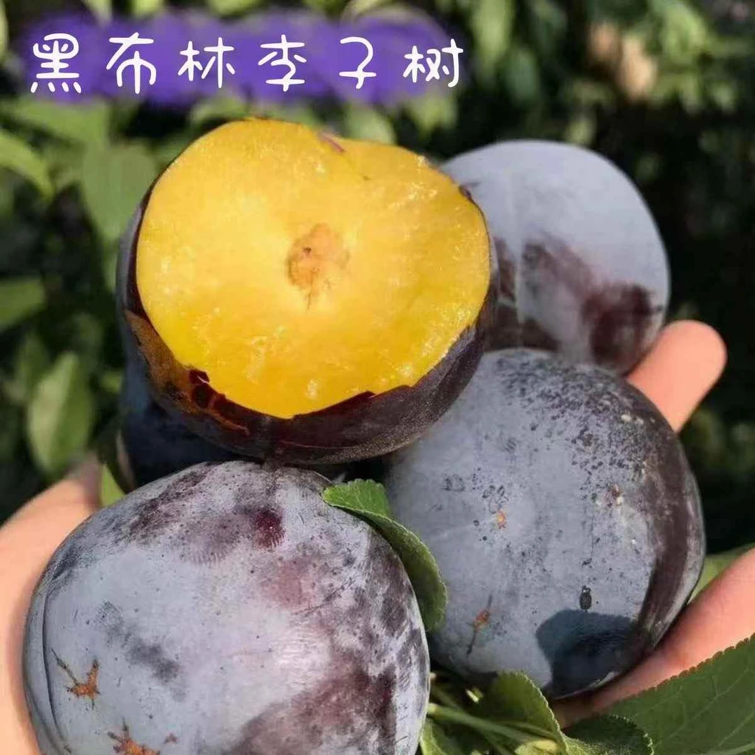 特大耐寒黑布林李子苗嫁接蜂糖李子南北方盆栽地栽血李子果树苗木