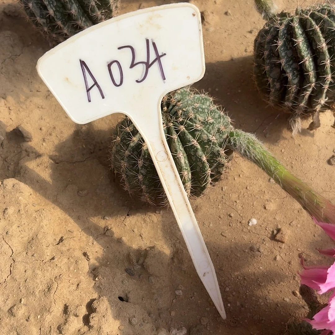 阿***8A034,多多一号瑕疵歪头