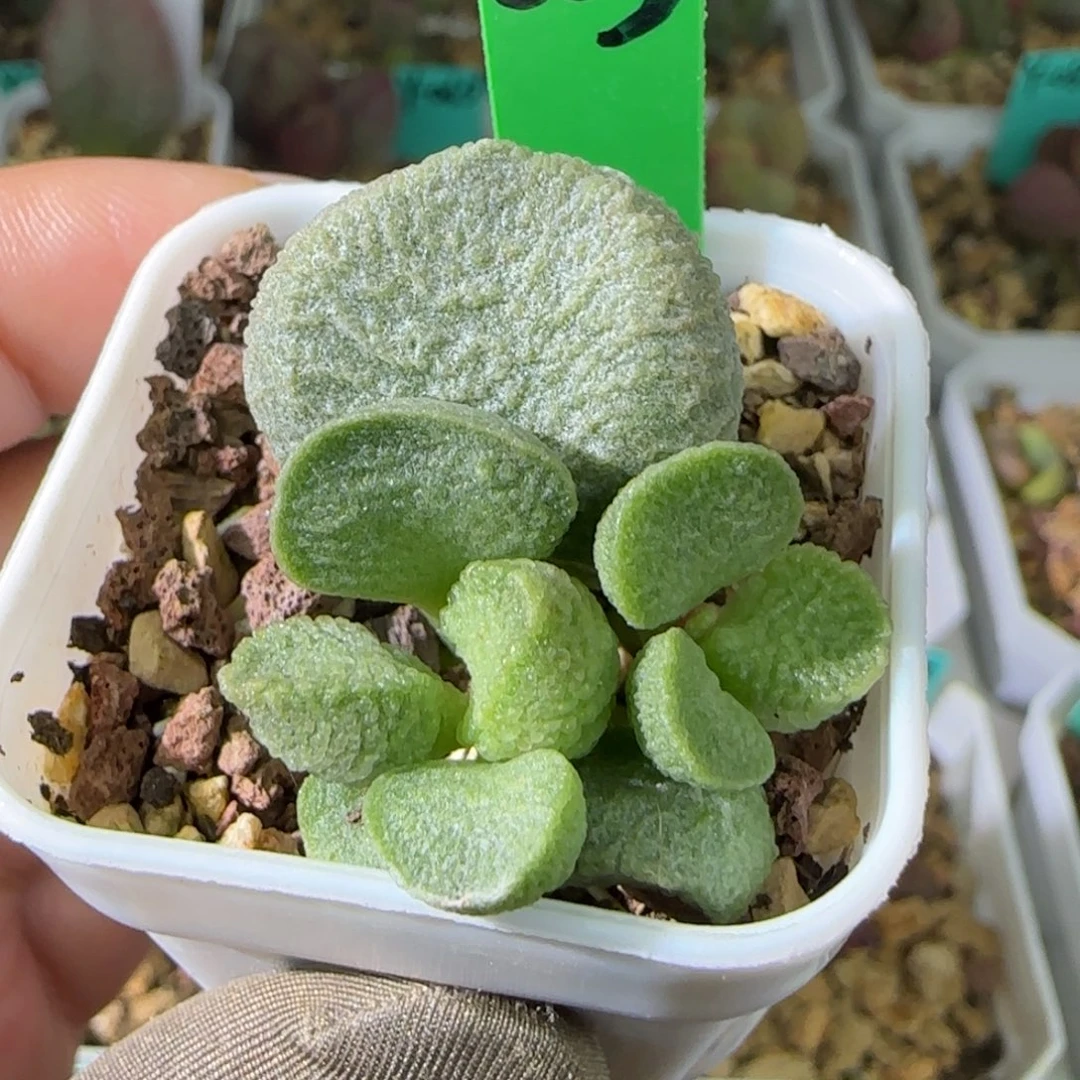 编号003底叶插，四方盆发