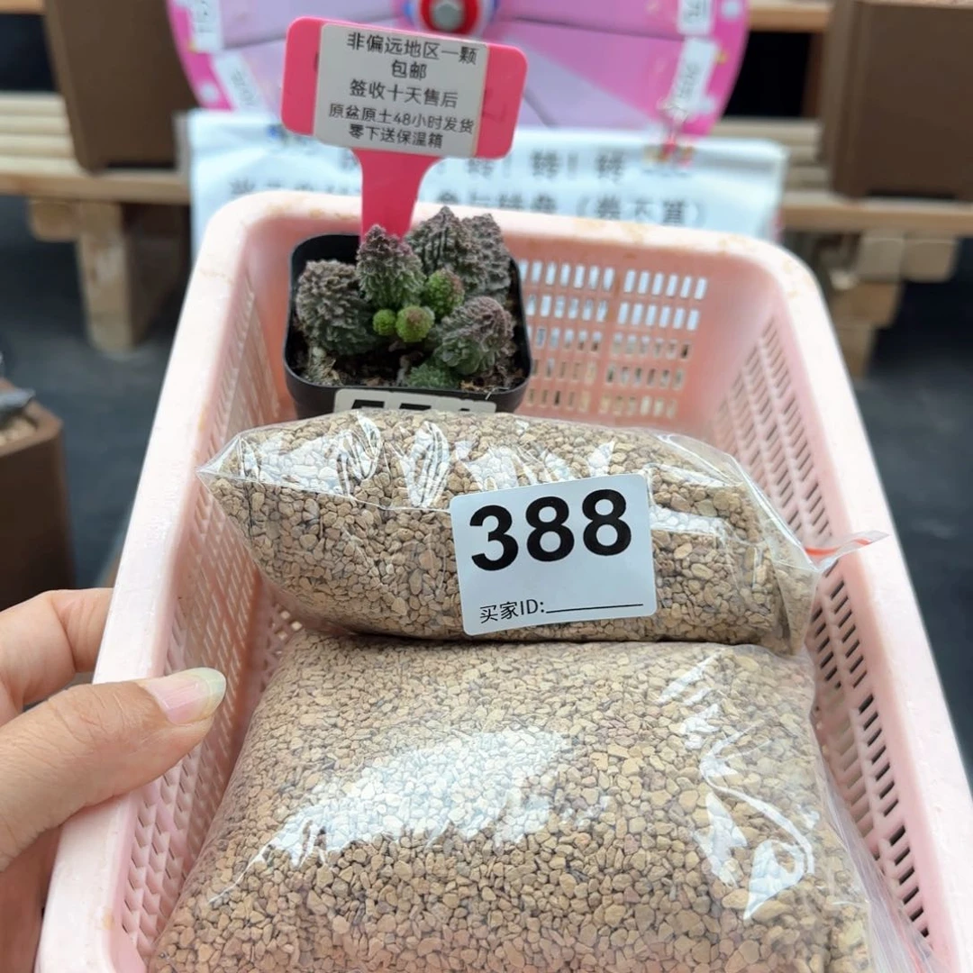 388铺面石2包朱紫玉多肉植物
