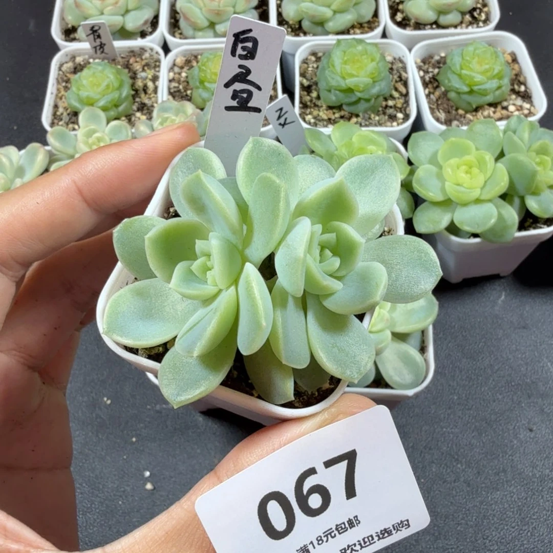 双头白昼一物一拍067