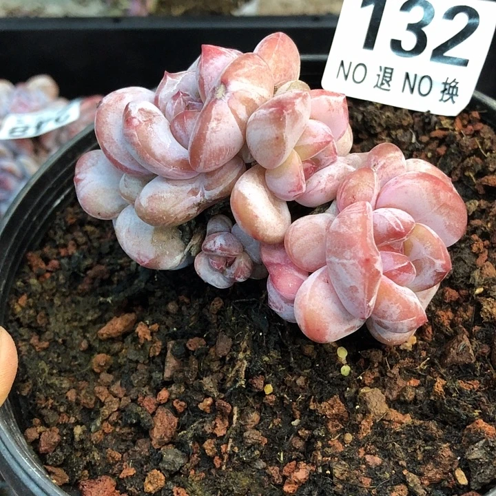 星影石榴籽福利出咯 132