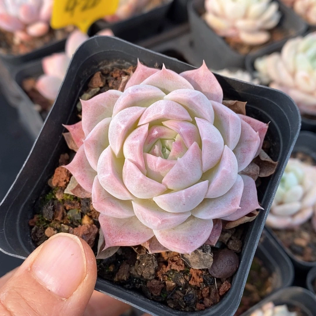 精品多肉一物一拍不包整63