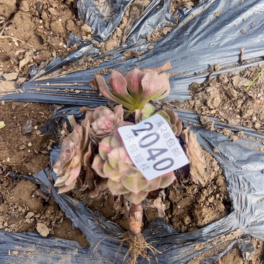 海王7彩多肉植物2040