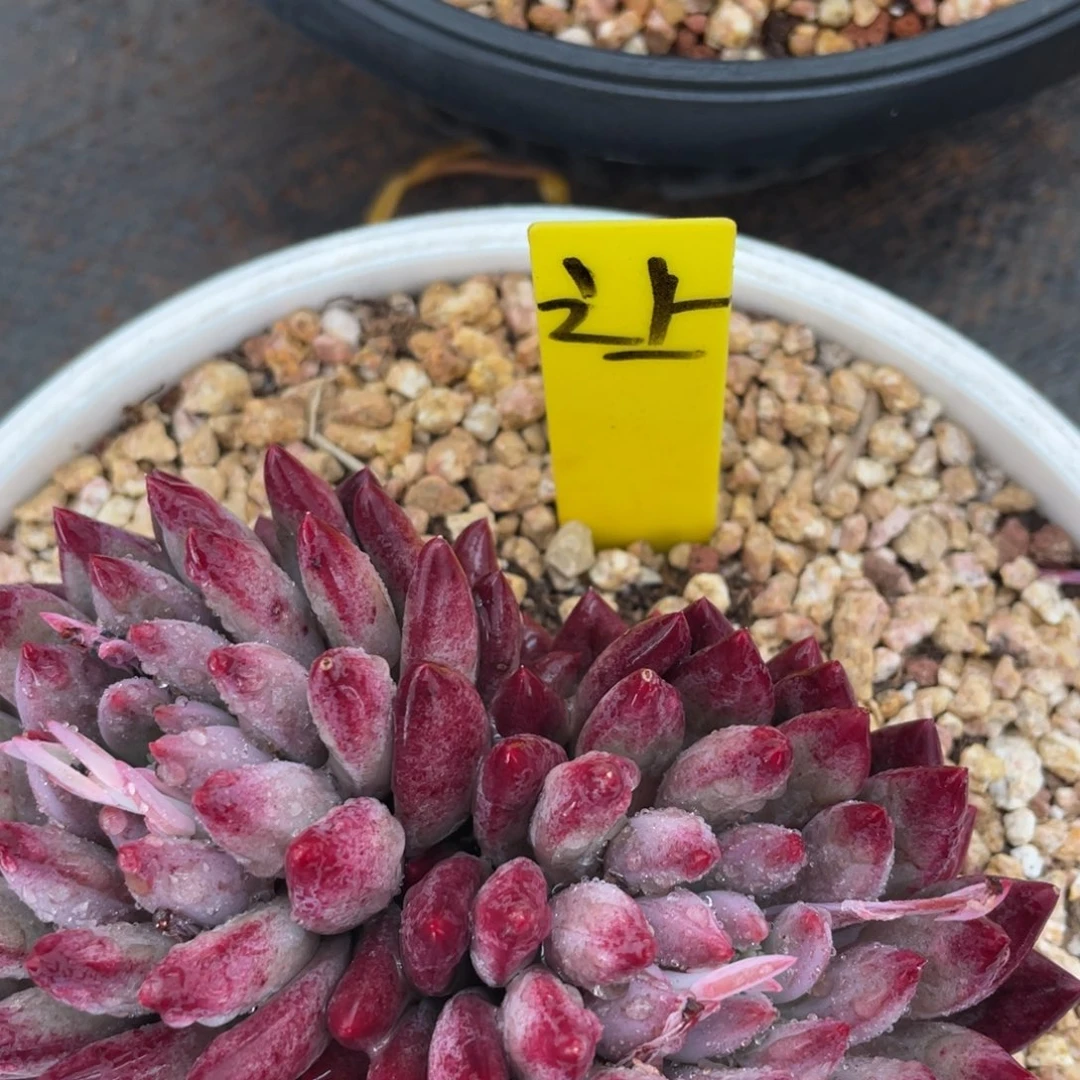 让**来姐姐说她真的不是一般意义