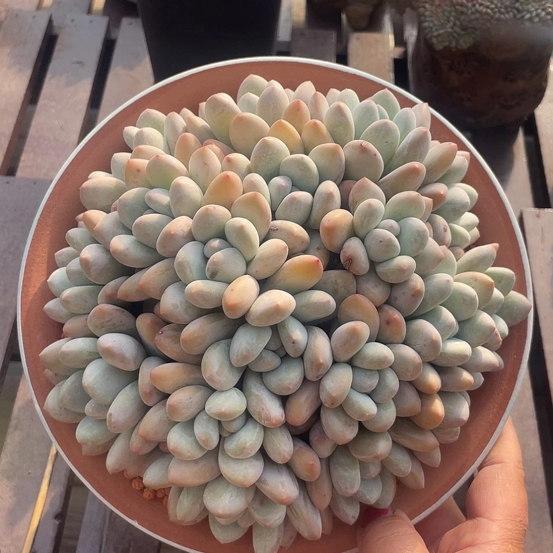 奶酪香水多肉植物