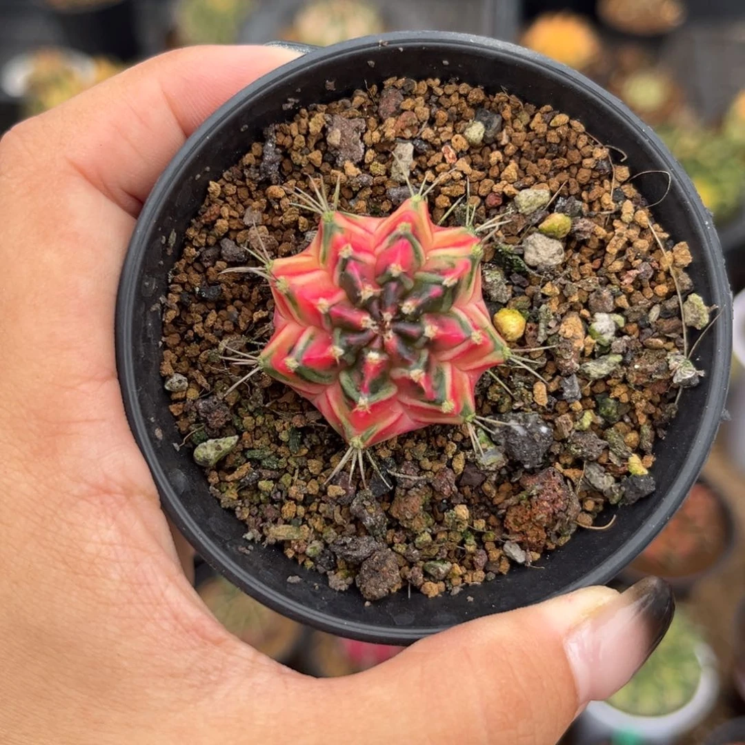 泰系测牙米哈锦，带盆土