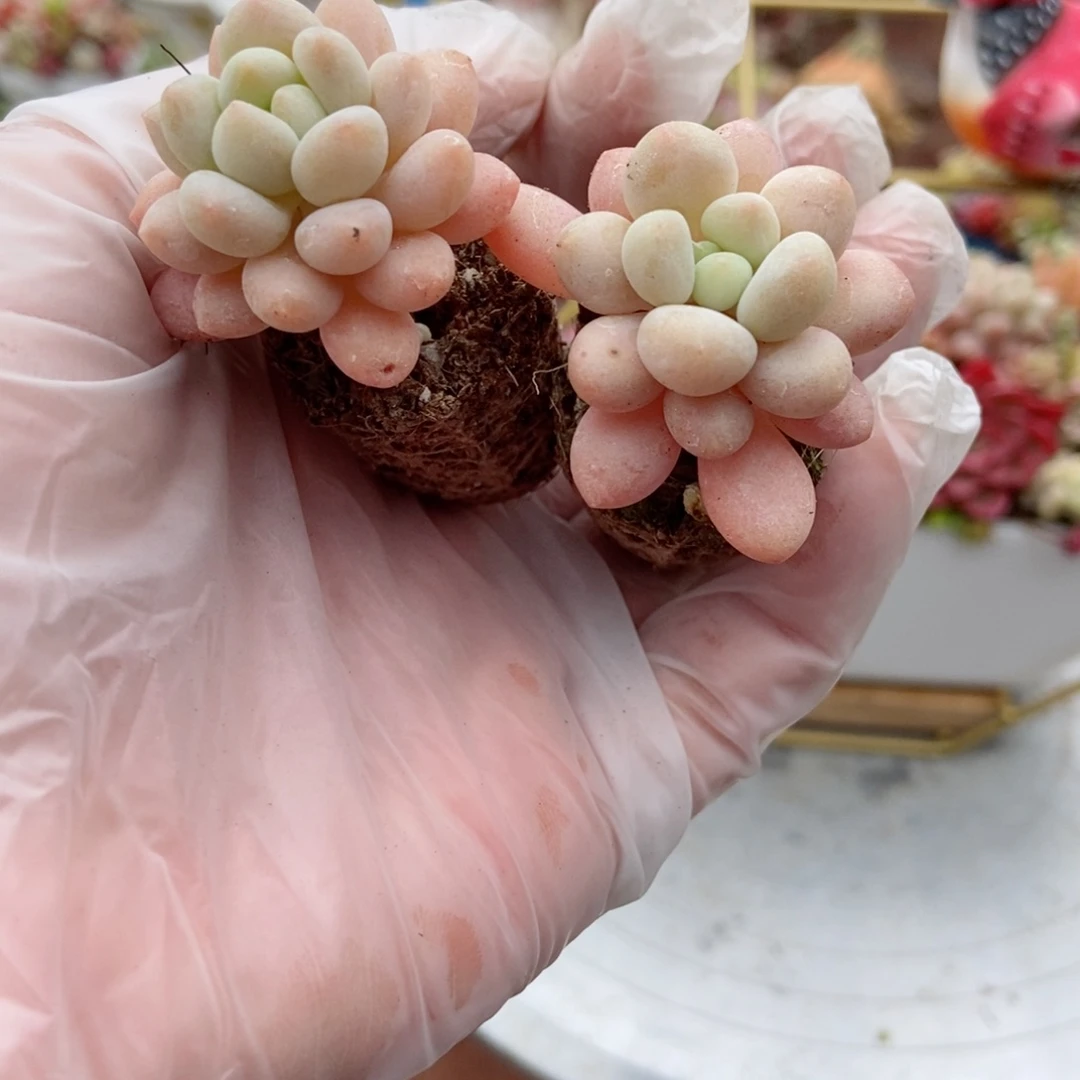 12颗洛可可植物好看的