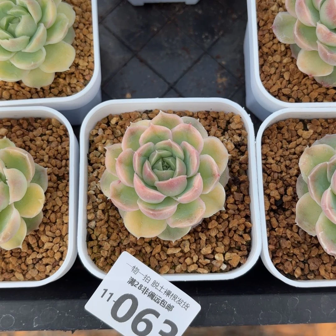 水晶虾饺单头多肉