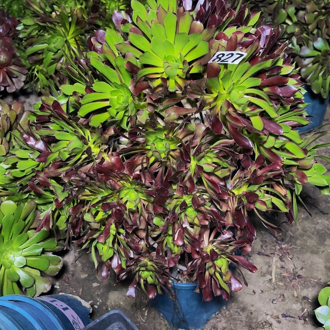 法师法师13/-25包邮法师