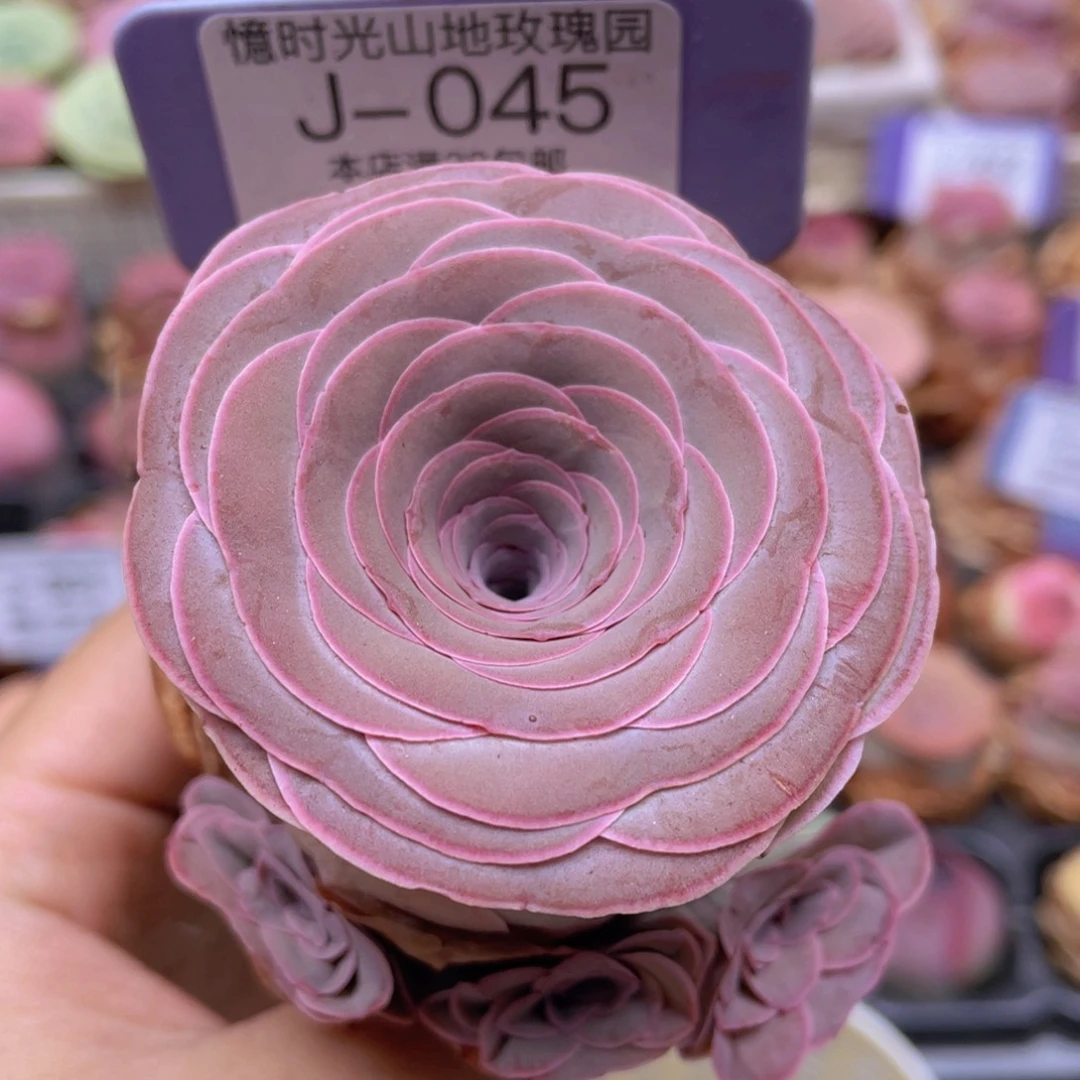 山地玫瑰J045裸根发货不售后