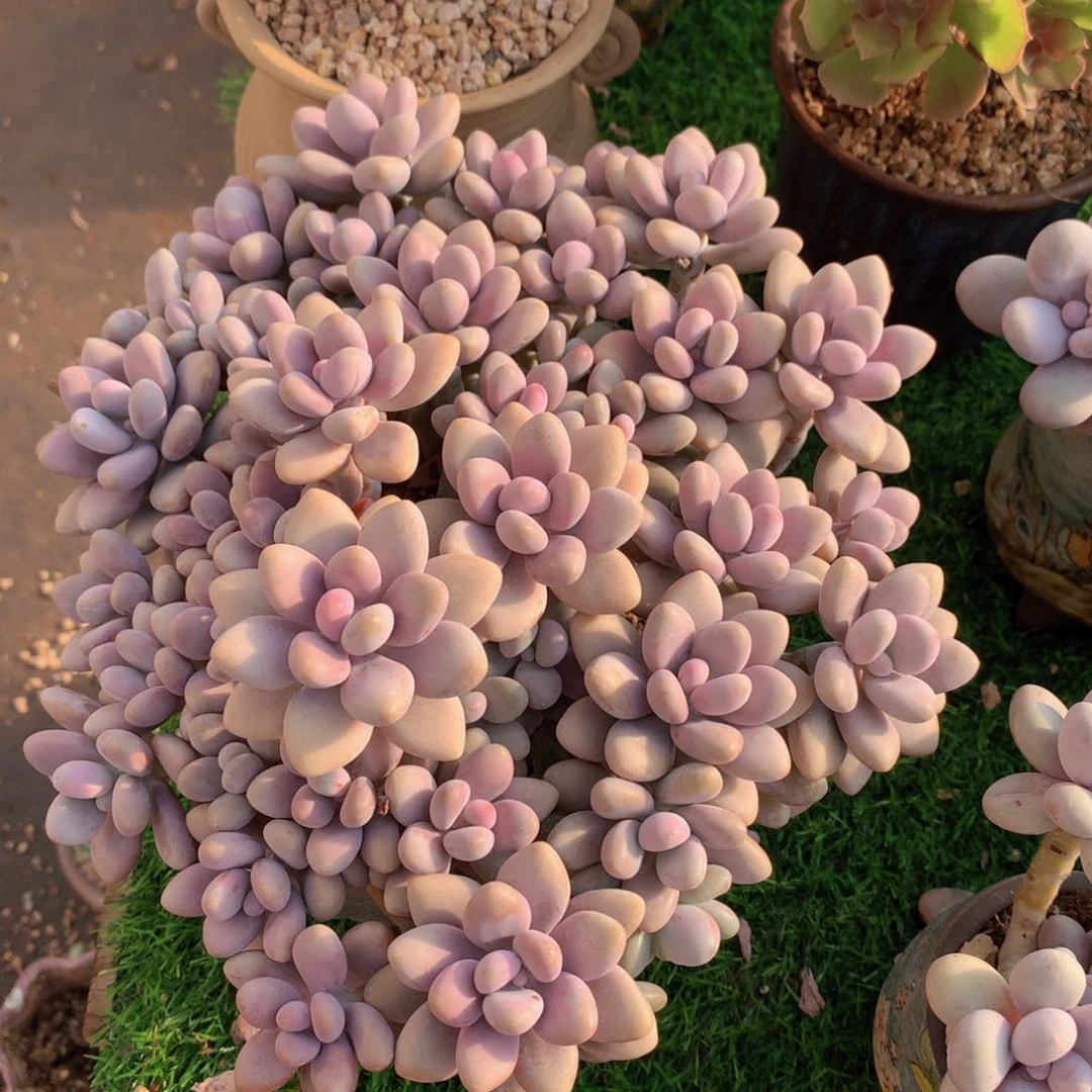 桃蛋22 公分一物一拍