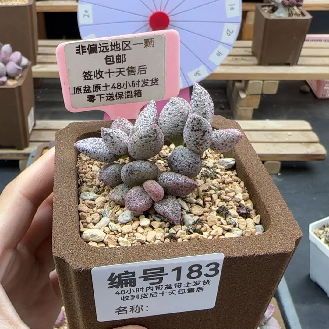 笛**处183冰晶蛇皮多肉