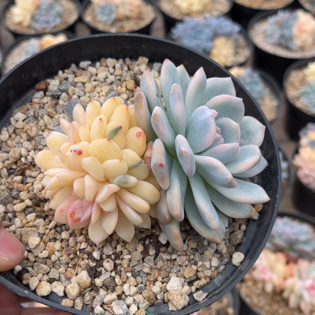 一物一拍不支持退换