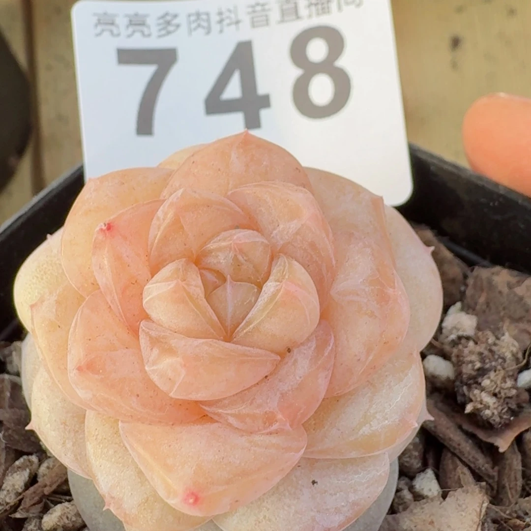 桃乐乐         精品多肉