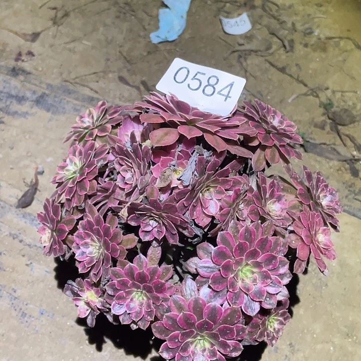 多肉植物法师584黑铜白