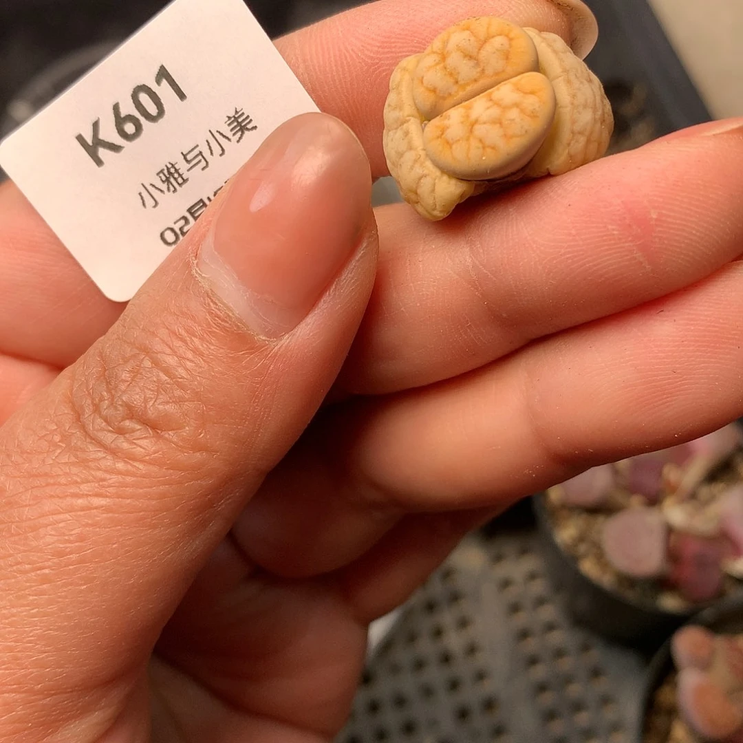 K601多肉植物保护研究所
