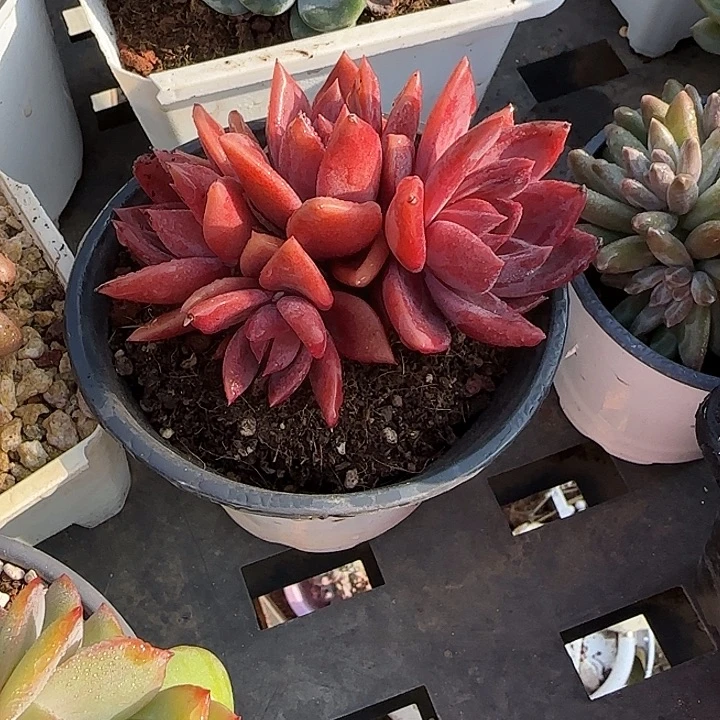 青蛙王子儿童牙膏套装。