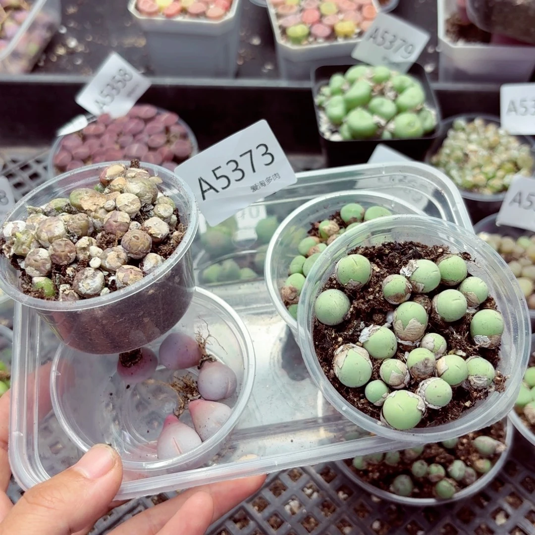 雨***季5373——-生石花 肉锥