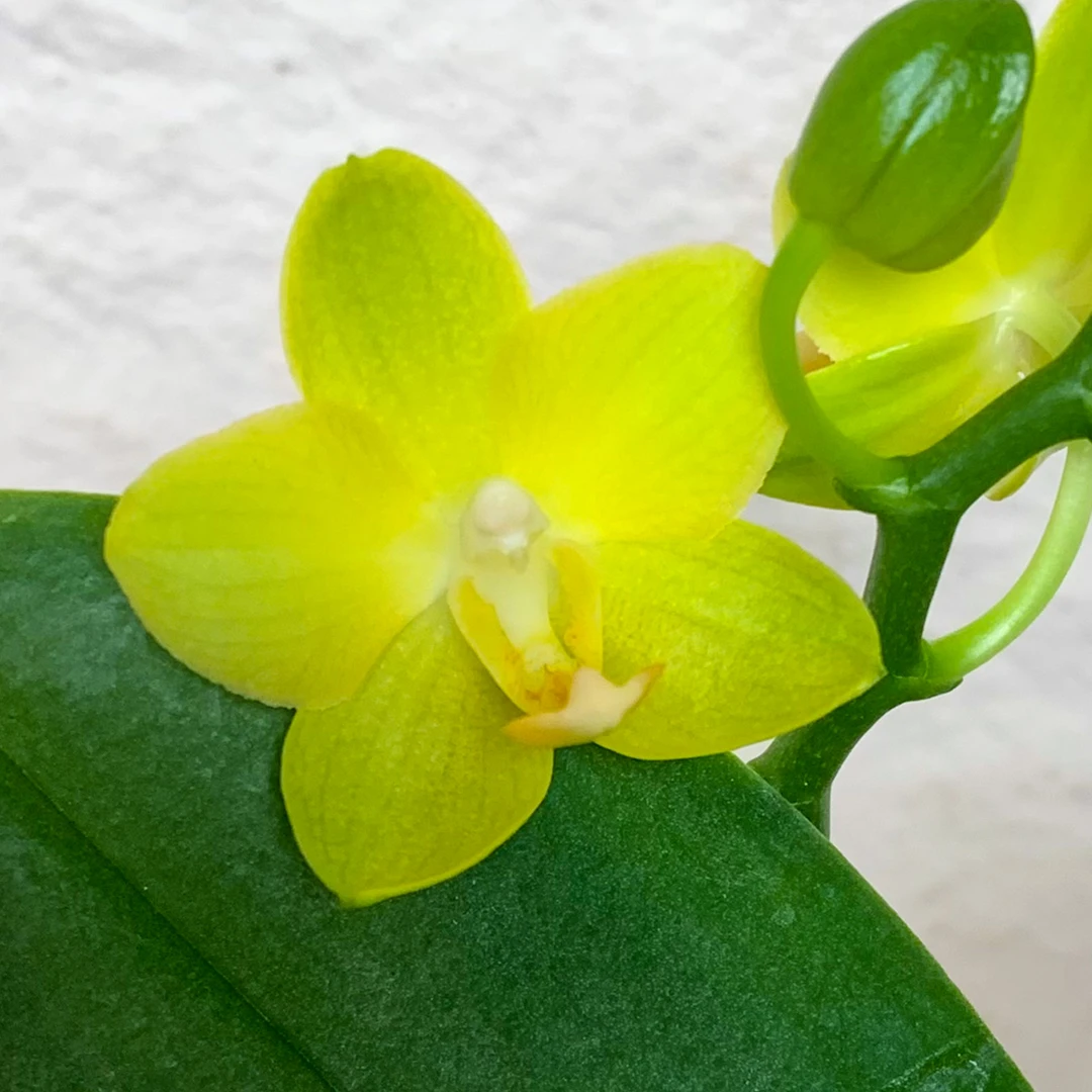 【黄番茄】鲜花蝴蝶兰 带香味 红色系可爱精致桌面花卉盆栽