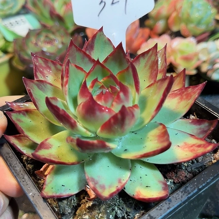 血斑惊鸿一物一拍包装收缩花旱327