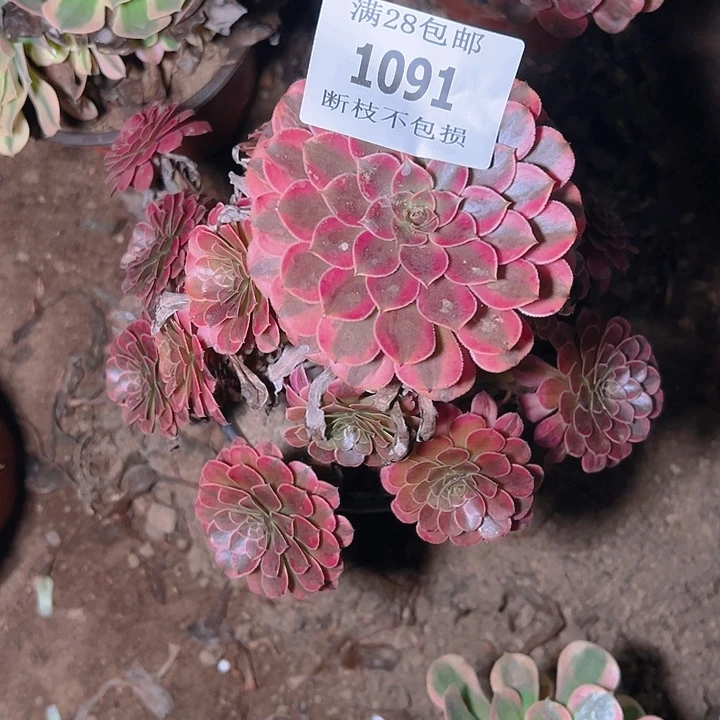 1091黑同白多肉植物